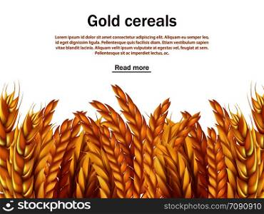 Realistic cereals vector background template. Ears of rye, wheat, barley isolated on white backdrop. Agriculture cereal plant, seed and grain harvest illustration. Realistic cereals vector background template. Ears of rye, wheat, barley isolated on white backdrop