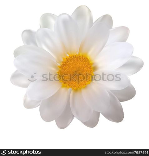 Realistic Chamomile Flower on White Background. Vector Illustration EPS10. Realistic Chamomile Flower on White Background. Vector Illustration
