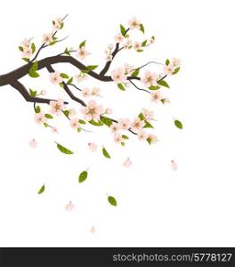 Realistic Cherry Blossom, Branch of Tree with Flying Petals Isolated on White Background - Vector