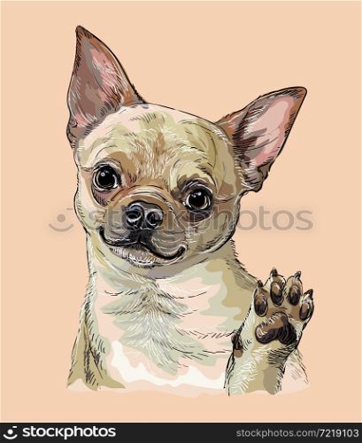 Realistic chihuahua dog. Color vector hand drawing illustration isolated on beige background. For decoration, design, print, posters, postcards, stickers, t-shirt, embroidery