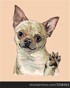 Realistic chihuahua dog. Color vector hand drawing illustration isolated on beige background. For decoration, design, print, posters, postcards, stickers, t-shirt, embroidery