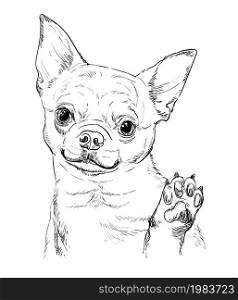 Realistic chihuahua dog vector hand drawing illustration isolated on white background. For decoration, coloring book pages, design, print, posters, postcards, stickers, t-shirt. Chihuahua dog vector hand drawing portrait vector