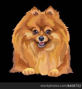 Realistic close up head of Pomeranian dog. Vector colorful isolated illustration isolated on black background. For decoration, design, print, posters, postcards, stickers, tattoo, t-shirt. Portrait of Pomeranian dog close up vector illustration