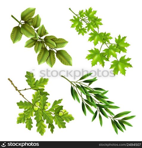 Realistic collection of green branches of deciduous trees with oak maple olive leaves isolated vector illustration . Green Branches Of Deciduous Trees