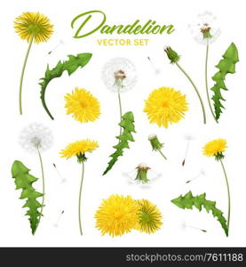 Realistic dandelions set with editable images of flowers with feathers and green leaves on blank background vector illustration