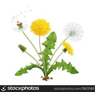 Realistic dandelions set with view of whole plant with stalk leaves and flowers with flying feathers vector illustration