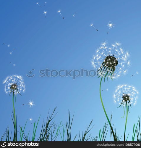 Realistic dandelions vector image