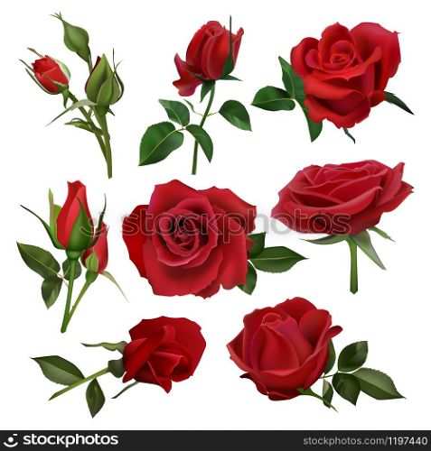 Realistic decorative roses bouquet. Floral red roses bouquets, flowers with leaves and burgeon, flowers blossom bunch isolated vector set. close up natural botanic elements for wedding invitation card. Realistic decorative roses bouquet. Floral red roses bouquets, flowers with leaves and burgeon, flowers blossom bunch isolated vector illustration set