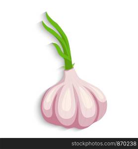 Realistic fresh organic garlic. Garlic bulb. Garlic cloves. vector illustration
