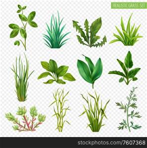 Realistic grasses herbs succulents green plants set with clover dandelion chives plantain isolated transparent background vector illustration