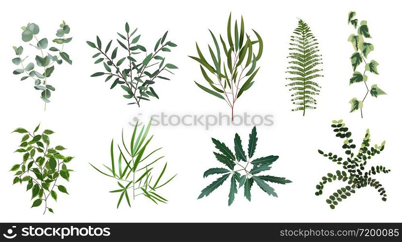 Realistic green herb plants. Nature plant leaves, greenery foliage, forest fern, eucalyptus plant, vector plants leaf isolated illustration set. Leaf natural tropical foliage, botanical greenery. Realistic green herb plants. Nature plant leaves, greenery foliage, forest fern, eucalyptus plant, vector plants leaf isolated illustration set