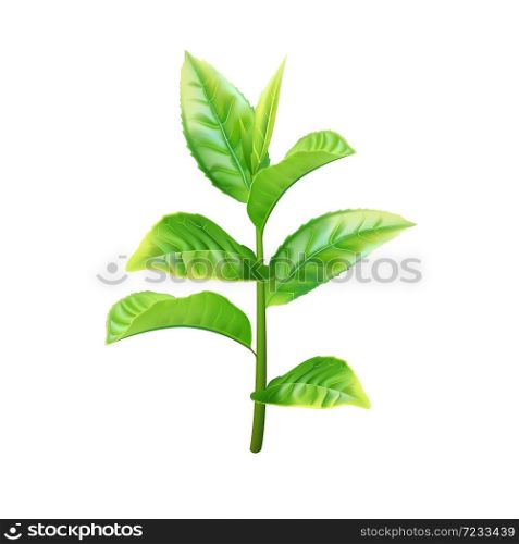 Realistic green tea branch. Vector illustration