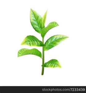 Realistic green tea branch. Vector illustration
