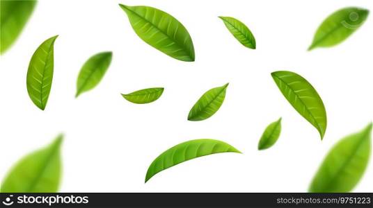 Realistic green tea leaves in motion on a white background. Background with flying green spring leaves. Vector illustration. Realistic green tea leaves in motion