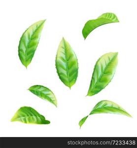 Realistic green tea leaves set. Vector illustration