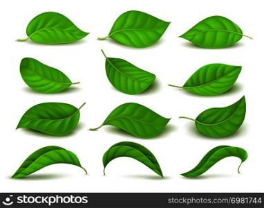 Realistic green tea leaves with water drops isolated on white vector set. Green tea leaf, natural freshness illustration. Realistic green tea leaves with water drops isolated on white vector set