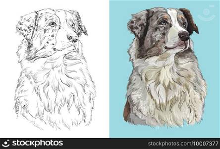 Realistic head of american Australian shepherd. Vector black and white and colorful isolated illustration of dog. For decoration, coloring book, design, prints, posters, postcards, stickers, tattoo. Vector illustration portrait of dog Australian shepherd
