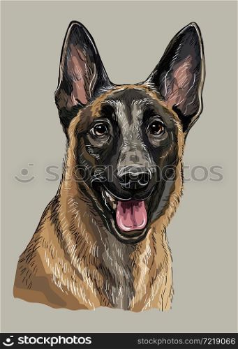 Realistic head of belgian shepherd malinois dog. Color vector hand drawing illustration isolated on gray background. For decoration, design, print, posters, postcards, stickers, t-shirt, embroidery. Belgian shepherd dog vector hand drawing color