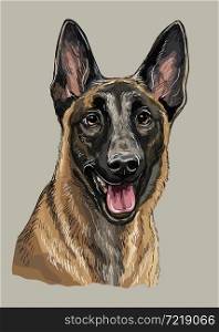 Realistic head of belgian shepherd malinois dog. Color vector hand drawing illustration isolated on gray background. For decoration, design, print, posters, postcards, stickers, t-shirt, embroidery. Belgian shepherd dog vector hand drawing color