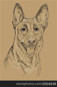 Realistic head of belgian shepherd malinois dog vector hand drawing illustration isolated on brown background. For decoration, coloring book pages, design, print, posters, postcards, stickers, t-shirt. Belgian shepherd dog vector hand drawing vector brown