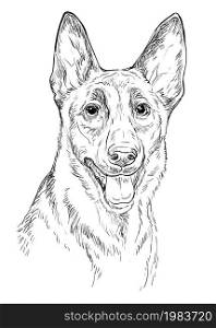 Realistic head of belgian shepherd malinois dog vector hand drawing illustration isolated on white background. For decoration, coloring book pages, design, print, posters, postcards, stickers, t-shirt. Belgian shepherd dog vector hand drawing portrait vector