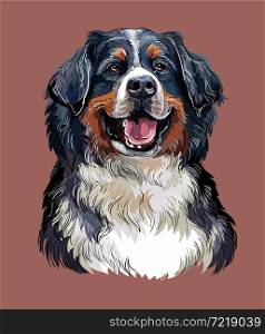 Realistic head of bernese mountain dog. Color vector hand drawing illustration isolated on red background. For decoration, design, print, posters, postcards, stickers, t-shirt, embroidery. Bernese mountain dog vector hand drawing color