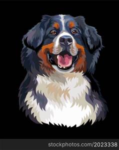 Realistic head of bernese mountain dog. Color vector illustration isolated on black background. For decoration, design, print, posters, postcards, stickers, t-shirt, embroidery. Bernese mountain dog vector color illustration on black background