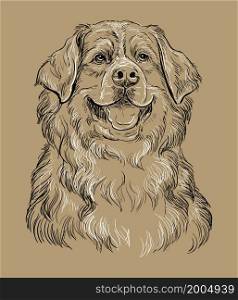Realistic head of bernese mountain dog vector hand drawing illustration isolated on brown background. For decoration, coloring book pages, design, print, posters, postcards, stickers, t-shirt. Bernese mountain dog vector hand drawing vector brown