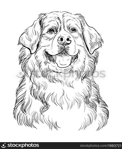 Realistic head of bernese mountain dog vector hand drawing illustration isolated on white background. For decoration, coloring book pages, design, print, posters, postcards, stickers, t-shirt. Bernese mountain dog vector hand drawing portrait vector