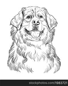 Realistic head of bernese mountain dog vector hand drawing illustration isolated on white background. For decoration, coloring book pages, design, print, posters, postcards, stickers, t-shirt. Bernese mountain dog vector hand drawing portrait vector