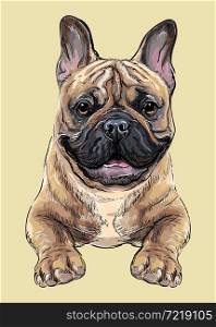 Realistic head of French bulldog dog. Color vector hand drawing illustration isolated on yellow background. For decoration, design, print, posters, postcards, stickers, t-shirt, embroidery. French bulldog dog vector hand drawing portrait color