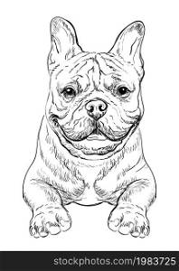 Realistic head of French bulldog dog vector hand drawing illustration isolated on white background. For decoration, coloring book pages, design, print, posters, postcards, stickers, t-shirt. French bulldog dog vector hand drawing portrait vector