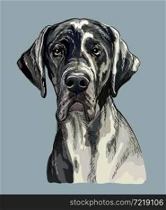 Realistic head of great dane dog. Color vector hand drawing illustration isolated on blue background. For decoration, design, print, posters, postcards, stickers, t-shirt, embroidery. Great dane dog vector hand drawing portrait color