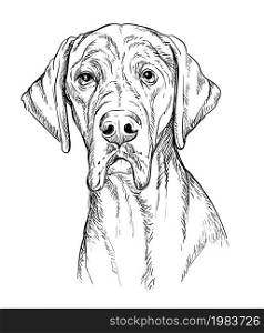 Realistic head of great dane dog vector hand drawing illustration isolated on white background. For decoration, coloring book pages, design, print, posters, postcards, stickers, t-shirt. Great dane dog vector hand drawing portrait vector