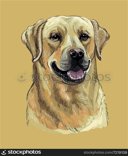 Realistic head of labrador retriever dog. Color vector hand drawing illustration isolated on white background. For decoration, embroidery, design, print, posters, postcards, stickers, t-shirt. Labrador retriever dog vector hand drawing color