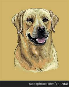 Realistic head of labrador retriever dog. Color vector hand drawing illustration isolated on white background. For decoration, embroidery, design, print, posters, postcards, stickers, t-shirt. Labrador retriever dog vector hand drawing color