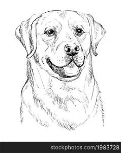 Realistic head of labrador retriever dog vector hand drawing illustration isolated on white background. For decoration, coloring book pages, design, print, posters, postcards, stickers, t-shirt. Labrador retriever dog vector hand drawing vector portrait