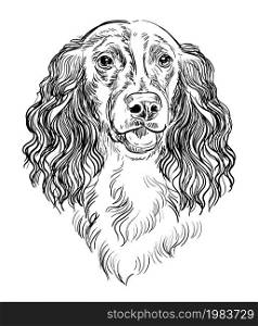 Realistic head of russian spaniel dog vector hand drawing illustration isolated on white background. For decoration, coloring book pages, design, print, posters, postcards, stickers, t-shirt. Spaniel dog vector hand drawing vector portrait
