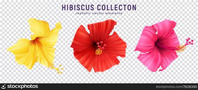 Realistic hibiscus color set with colourful images of blossom flowers isolated on transparent background with text vector illustration