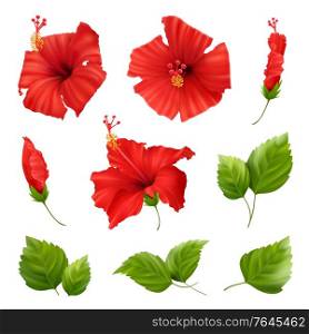 Realistic hibiscus set with isolated images of fresh green leaves and red flowers on blank background vector illustration