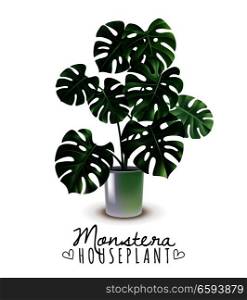 Realistic house plant monstera with carved leaves in glossy pot isolated on white background vector illustration  . Realistic House Plant Monstera   