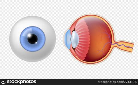 Realistic human eyeball. Eye retina structure, round iris and pupil texture, anatomy colorful object close up front, and side view eyeballs vector isolated set. Realistic human eyeball. Eye retina structure, round iris texture, anatomy object close up front, and side view eyeballs vector set