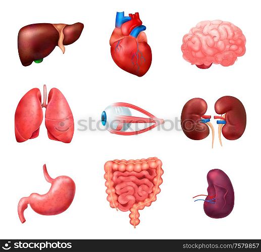 Realistic human internal organs anatomy icon set with lungs heart liver kidneys brain eyes spleen intestines vector illustration