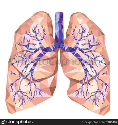 Realistic human lungs with trachea, bronchus, bronchi, carina, in low ...