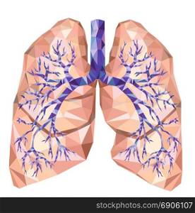 Realistic human lungs with trachea, bronchus, bronchi, carina, in low poly. Vector. Human organ.