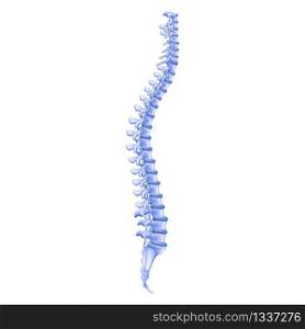 Realistic Illustration Bone Profile Human Spine. 3d Vector Image Musculoskeletal System Human Body. Structure Spine. Studying Problem Disease and Treatment Methods. Medical Surgery, Traumatology