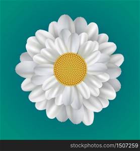 Realistic illustration of a daisy. Vector element for your creativity. Realistic illustration of a daisy.