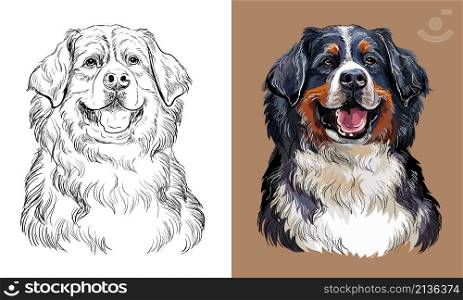 Realistic isolated head of Bernese mountain dog vector hand drawing illustration monochrome and color. For decoration, coloring books, design, print, posters, postcards, stickers, t-shirt. Vector hand drawing Bernese mountain dog monochrome and color