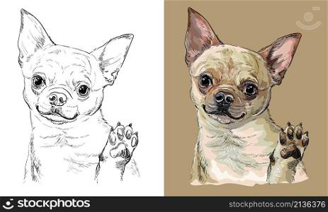 Realistic isolated head of Chihuahua dog vector hand drawing illustration monochrome and color. For decoration, coloring books, design, print, posters, postcards, stickers, t-shirt. Vector hand drawing dog Chihuahua monochrome and color