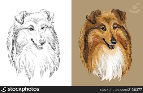 Realistic isolated head of collie dog vector hand drawing illustration monochrome and color. For decoration, coloring books, design, print, posters, postcards, stickers, t-shirt. Vector hand drawing dog collie monochrome and color
